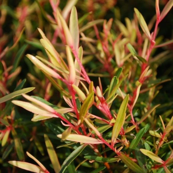 Зображення Лептоспермум Петерсона  - Leptospermum petersonii 