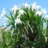 Изображение Веллозия трубчатая  - Vellozia tubiflora