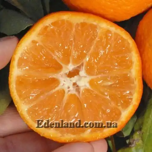 Зображення Клементин - Citrus clementina