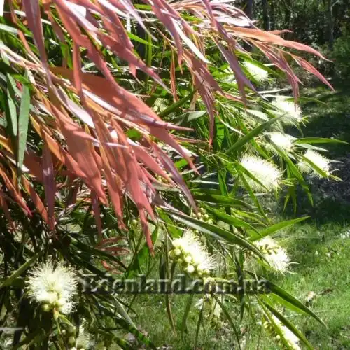 Изображение Мелалеука Лофанта - Melaleuca lophantha