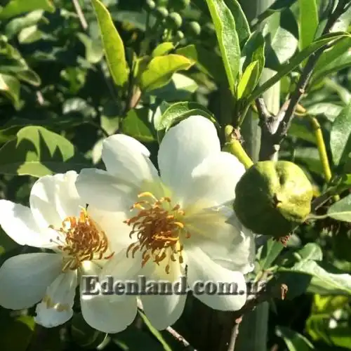 Зображення Ксилотека Крауса - Xylotheca kraussiana 