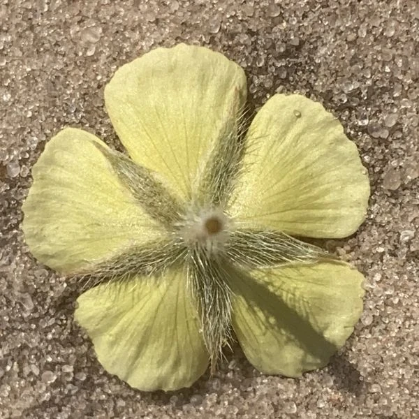 Изображение Трибулус или Якорцы стелющиеся  - Tribulus terrestris