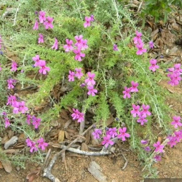 Изображение Джеймсбриттения мелколистная - Jamesbrittenia microphylla   