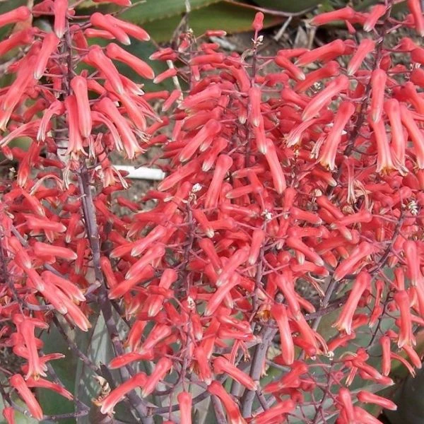 Зображення Алое Чабаудії - Aloe chabaudii