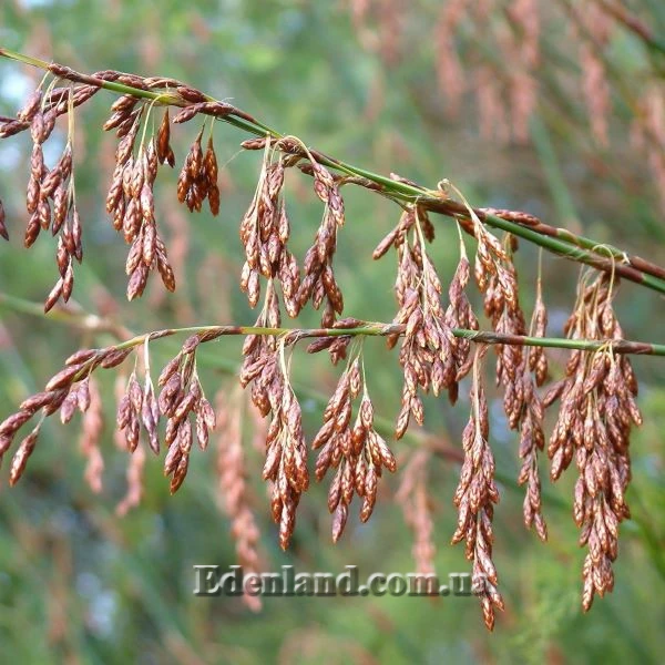 Изображение мужские соцветия