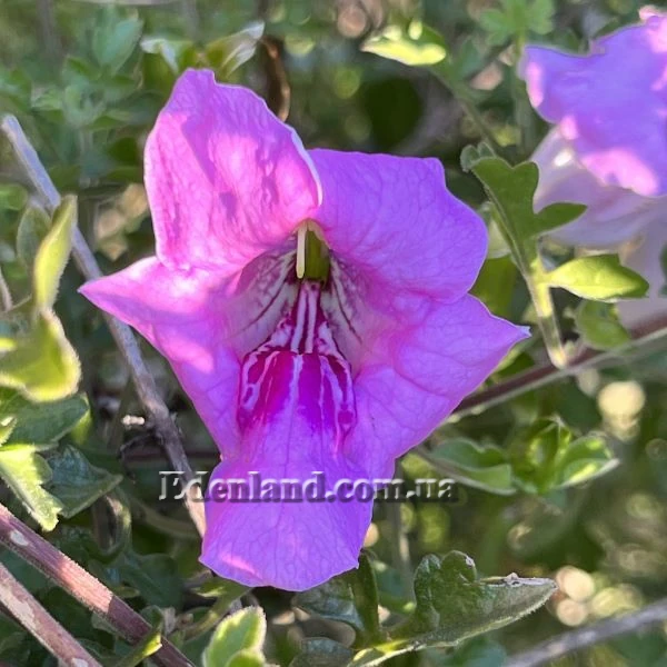 Изображение Буттония великолепная  - Buttonia superba