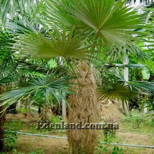 Изображение Коккотринакс волосатый подвид волосатый - Coccothrinax crinita subsp. crinita