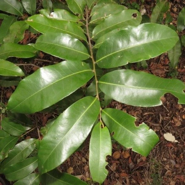 Изображение Увария кафрская  - Uvaria caffra 