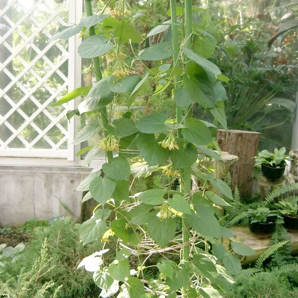 Изображение Телосма сердцевидная  - Telosma cordata