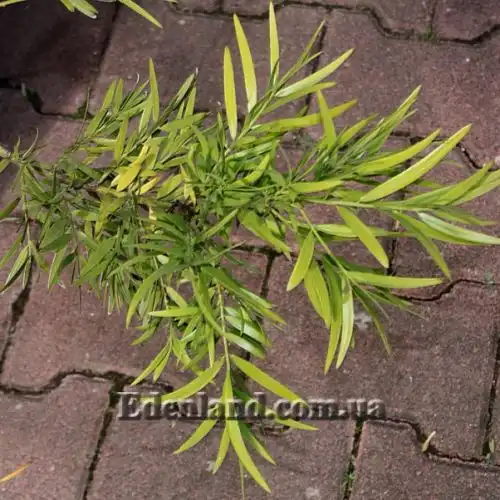 Изображение Афрокарпус серповидный - Afrocarpus falcatus