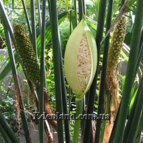 Изображение цветение