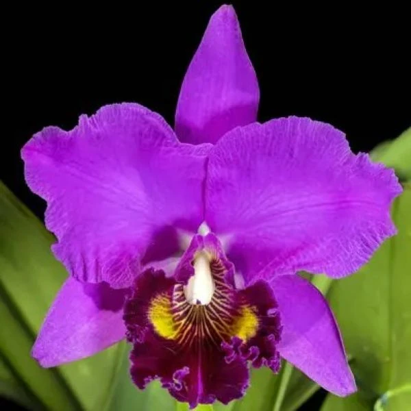 Зображення Зигоморфна квітка