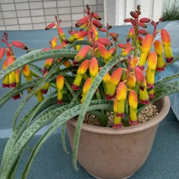 Изображение Лахеналия четырехцветная  - Lachenalia quadricolor