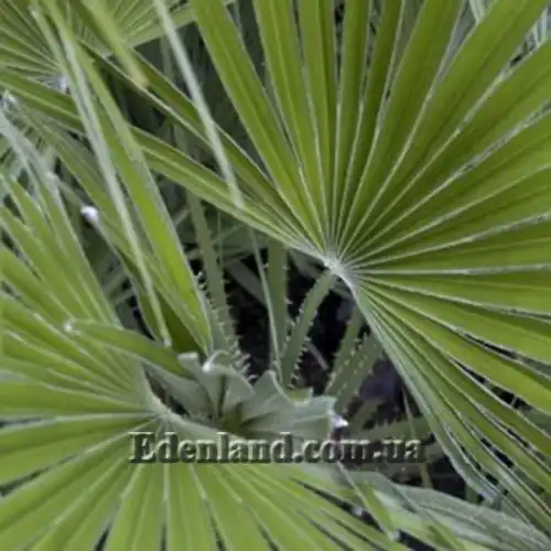 Изображение Хамеропс приземистый - Chamaerops humilis