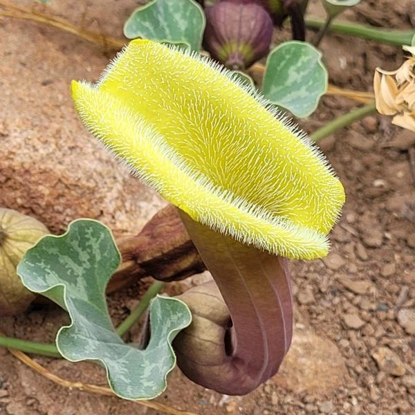 Зображення Хвилівник (Аристолохія) чилійський - Aristolochia chilensis 