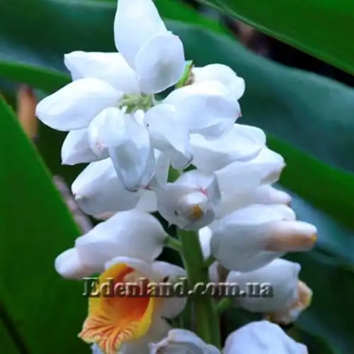 Изображение Альпиния малаккская - Alpinia malaccensis