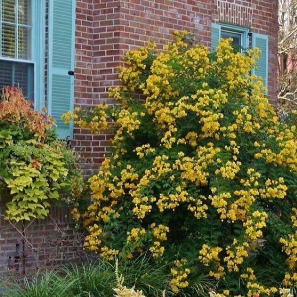 Изображение Сенна щитковидная - Senna corymbosa 