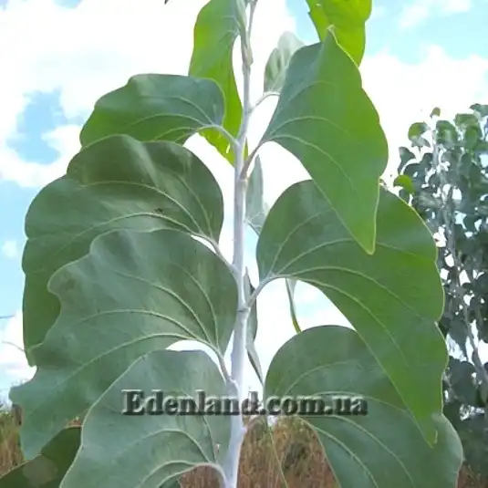 Зображення Акація Дунна - Acacia dunnii