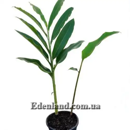 Изображение Альпиния малаккская - Alpinia malaccensis