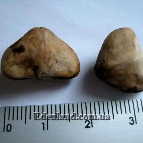 Изображение семена-орешки