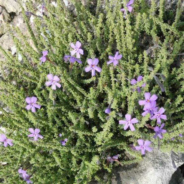 Изображение Джеймсбриттения мелколистная - Jamesbrittenia microphylla   