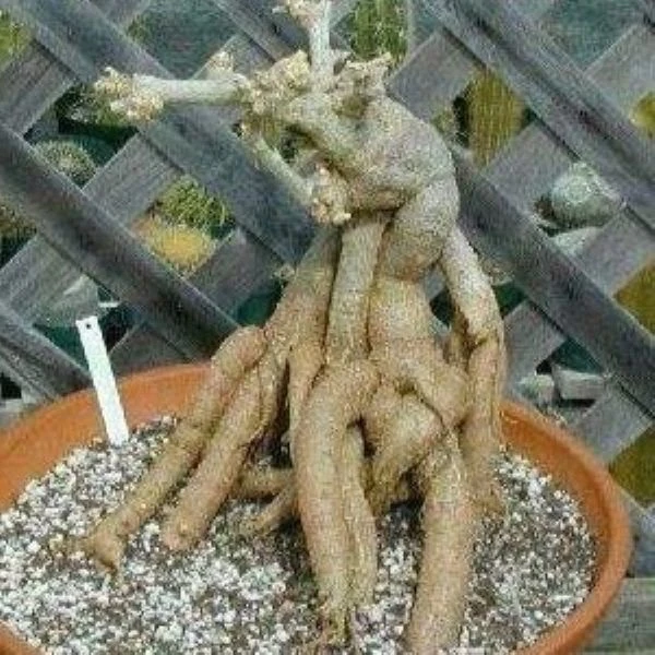 Изображение каудекс взрослого растения