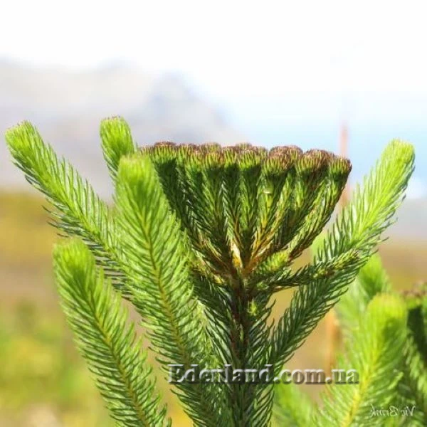 Изображение начало цветения