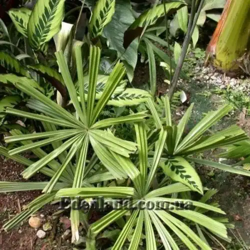 Изображение Ликуала колючая - Licuala spinosa