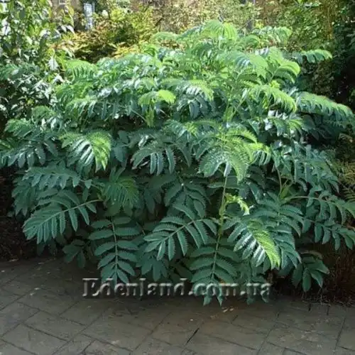 Зображення Меліантус великий - Melianthus major 