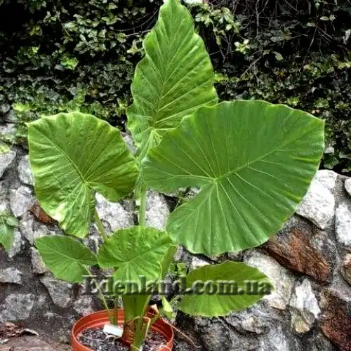 Изображение Алоказия пахучая - Alocasia odora