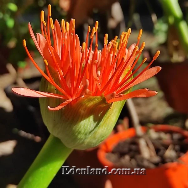 Изображение начало цветения