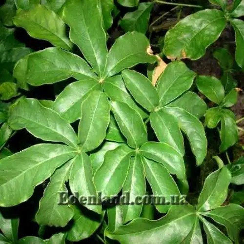 Зображення взрослые листья