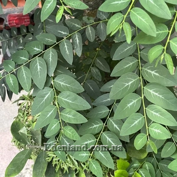 Изображение листья