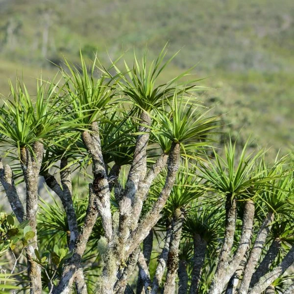 Зображення Велозія луската - Vellozia squamata