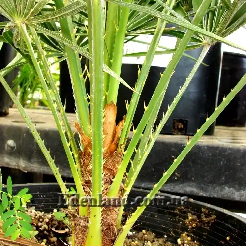 Изображение черешки листьев