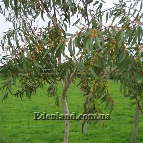 Зображення Евкаліпт малоквітковий - Eucalyptus pauciflora subsp. niphophila