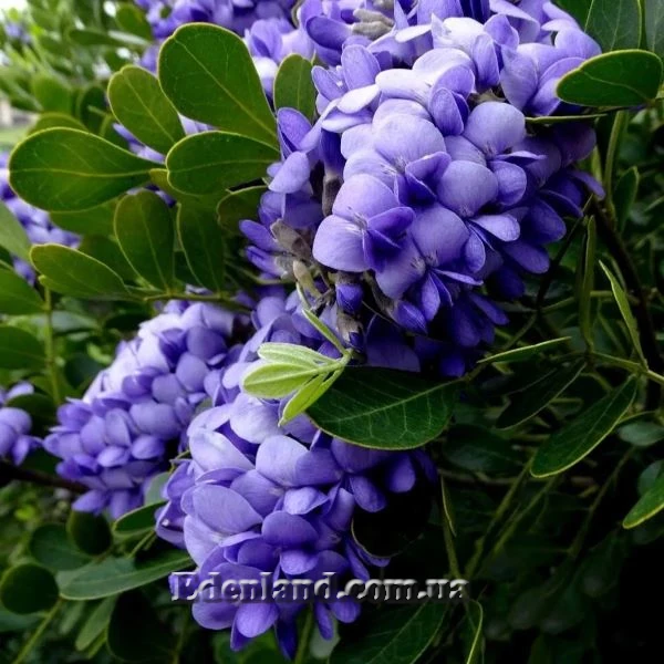 Зображення квіти