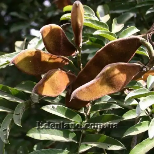 Зображення Мілетія велика - Millettia grandis