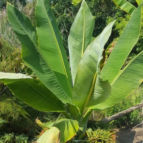 Зображення Енсета Леконгкієта - Ensete lecongkietii