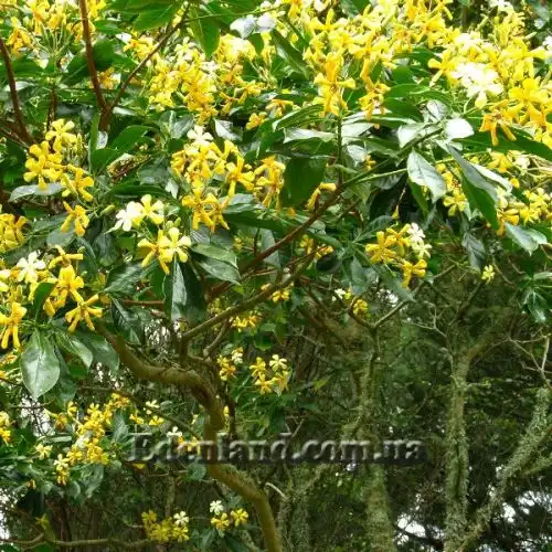 Изображение Гименоспорум желтый - Hymenosporum flavum