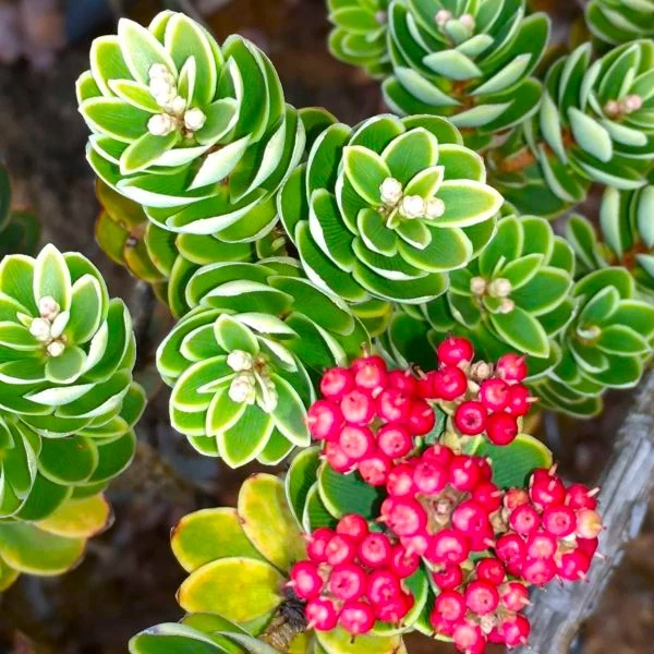 Передноворічне постачання 2025 року.