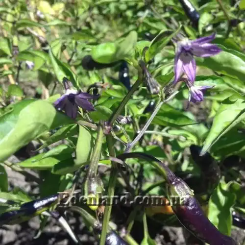 Изображение Перец Халапеньо фиолетовый - Jalapeno Pepper Purpl