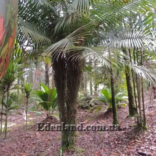 Изображение Дипсис волокнистый - Dypsis fibrosa