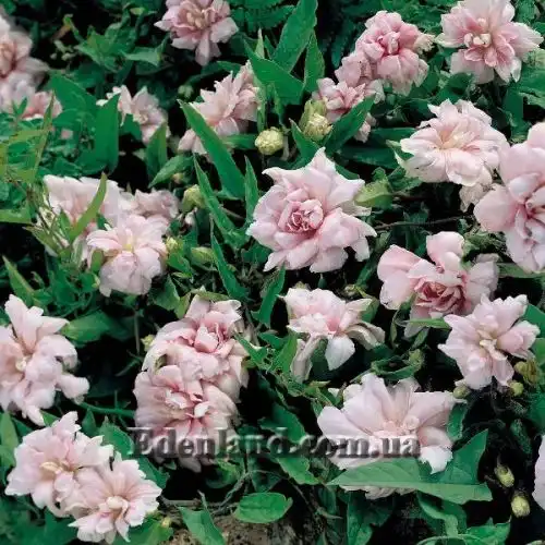 Изображение Калистегия плющевидная - Calystegia hederacea 