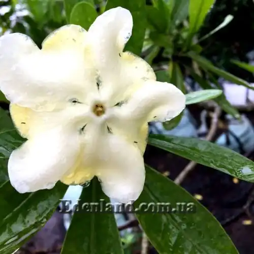 Изображение Воаканга Туара - Voacanga thouarsii 