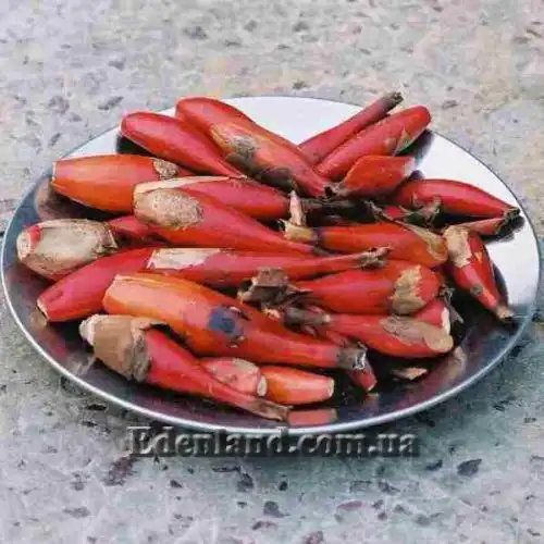 Изображение Афрамомум узколистный - Aframomum angustifolium