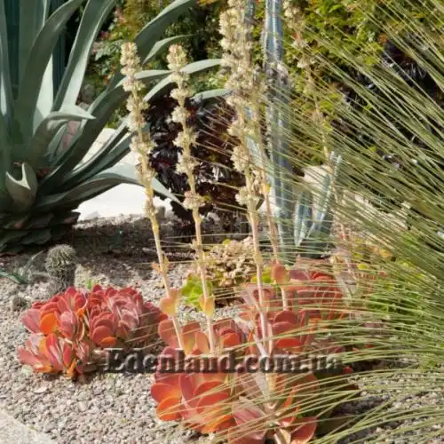 Изображение Каланхоэ Лусия - Kalanchoe luciae