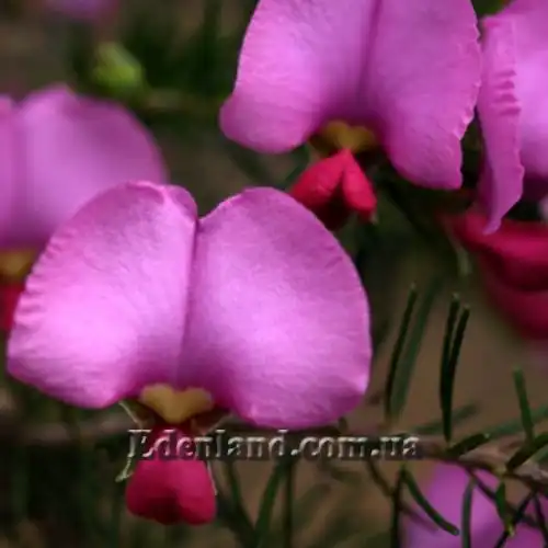 Зображення Гомфолобіум шорсткий - Gompholobium scabrum