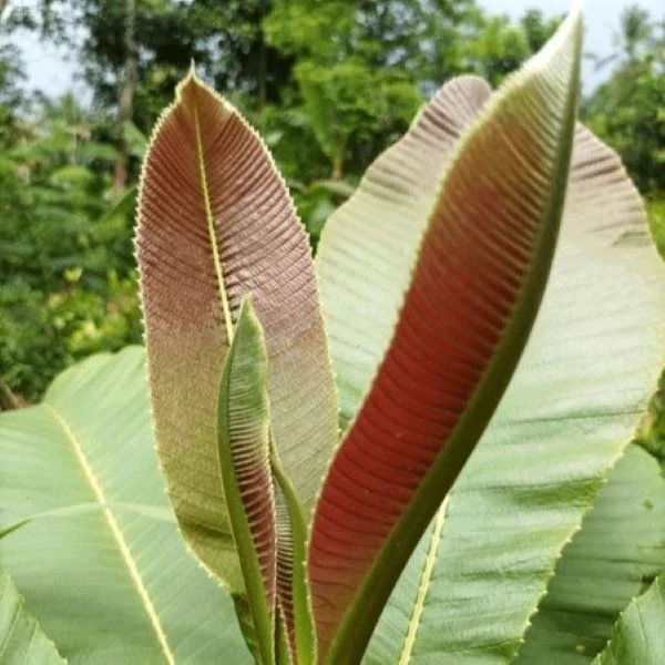 Изображение Дилления пятипестичная  - Dillenia pentagyna 