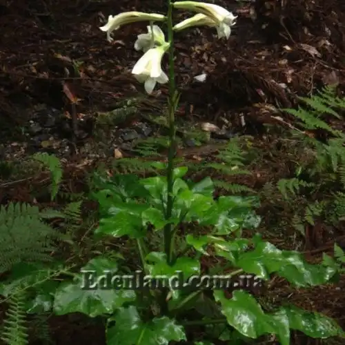 Изображение Кардиокринум сердцевидный - Cardiocrinum cordatum
